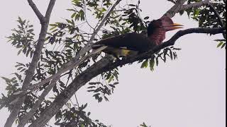 Download lagu Helmeted Hornbill (Rhinoplax vigil) with natural sound mp3 Download lagu Helmeted Hornbill (Rhinoplax vigil) with natural sound mp3