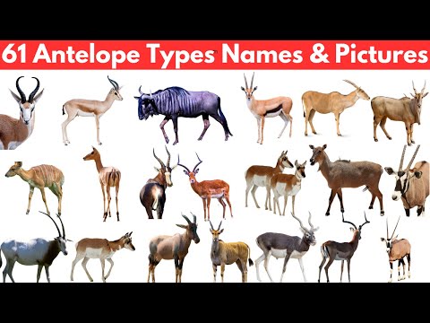 Types of Antelopes: Pictures and Animals