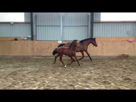 Hengstfohlen 2021 Cascadello I x Dinken , Holsteiner Stamm 13a