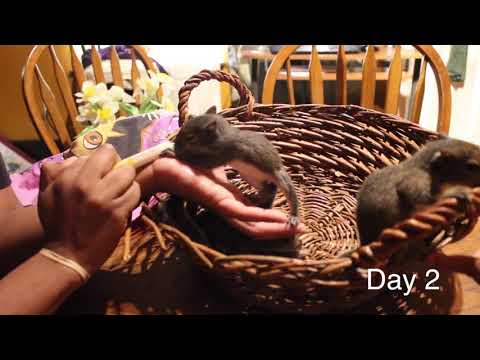 Raising baby squirrels..6-7 weeks old