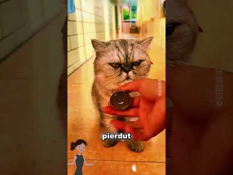 aceasta pisica este prea deșteaptă