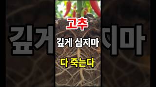 고추 심을 때 땅속에 온도를 생각해보면 깊게 못심는다  #고추농사#고추재배 #고추모종 종