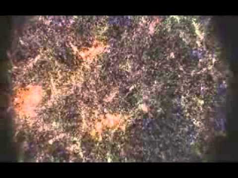 Ad Brown feat. Frida Harnesk - When Stars Align (DAAMA Remix)