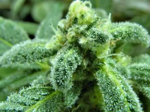 tiui ft narças- beija o crucifixo