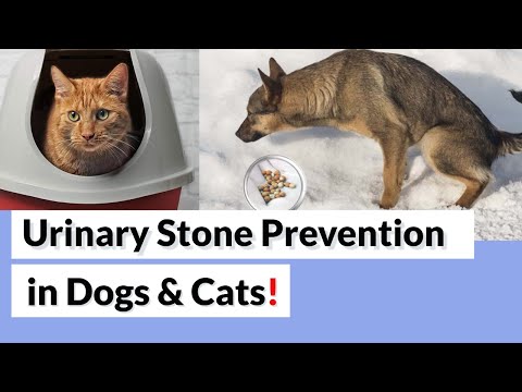How To Prevent kidney & bladder Stones in Dogs and Cats?
