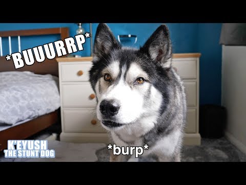 download lagu mp3 mp4 Is It Normal For Dogs To Burp, download lagu Is It Normal For Dogs To Burp gratis, unduh video klip Is It Normal For Dogs To Burp