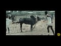 Vaadi Vasal First Teaser Video
