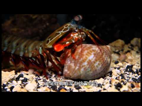 雀尾螳螂蝦