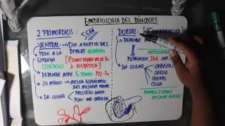EMBRIOLOGIA DEL PANCREAS