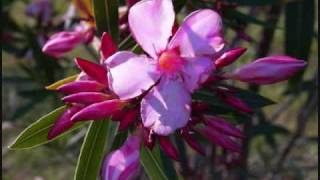 The 5th Dimension "The Magic Garden"