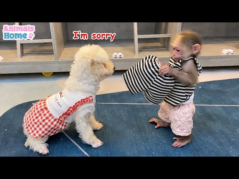 El perro Amee roba los pantalones cortos de BiBi, es muy gracioso.