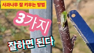 3가지 방법만 알면 누구나 사과나무 잘 키울수 있다