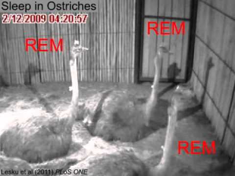 Watching Ostriches Sleep With Their Eyes Open Is More Exciting Than It Looks