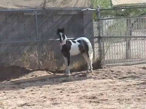 AE Cinco De Mayo - Pinto Mini Colt- National Top Five