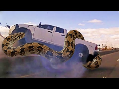 Wild Police Chase Ends In Crash After Pickup Truck Hits Giant Snake