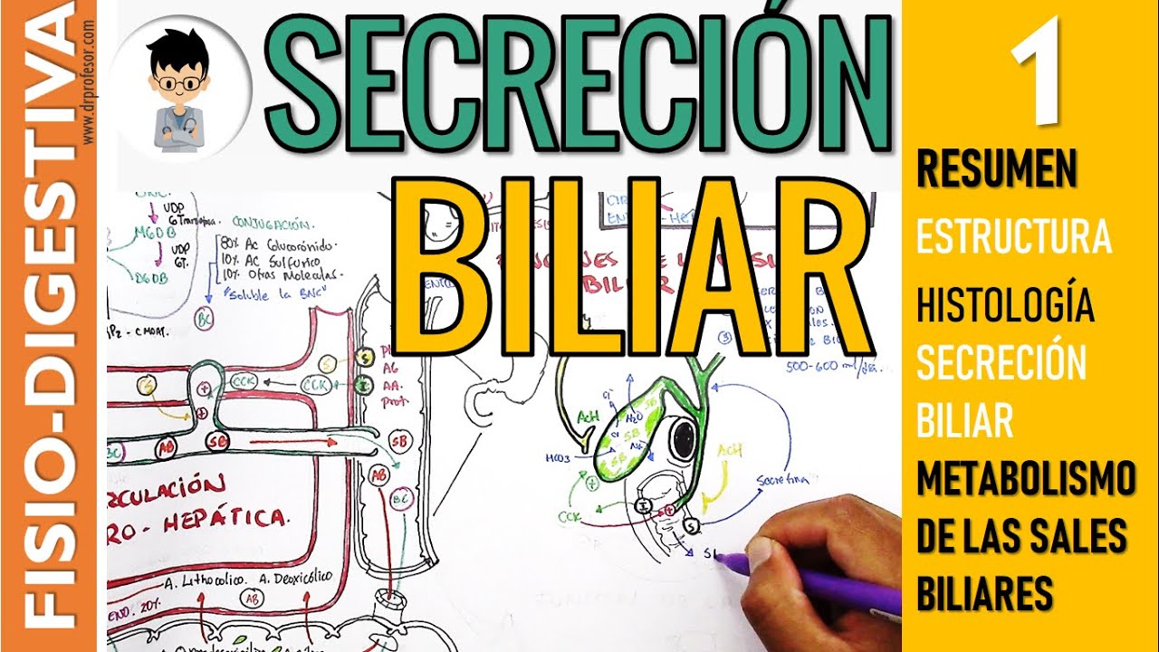 FISIOLOGIA DE LA SECRECIÓN BILIAR, formación de las SALES BILIARES, RESUMEN, estructura, BILIS | 1