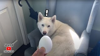 Tricking My Cute Husky with the Egg Challenge 🥚🐶