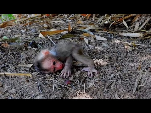 Omg newborn baby monkey fresh from the head falls and is buried in a pile of leaves The mother cries