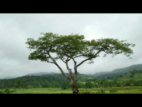 SHADES AND EDGES OF NATURE