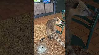 Coati tentou pegar meu energético #animais