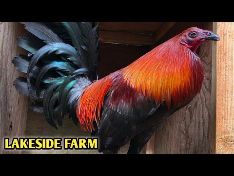 McRae Mugs Asils - LAKESIDE FARM