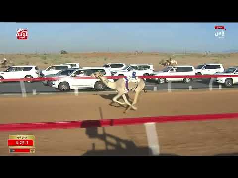 ش 14 (الغزيل) لـ ذياب مبارك حميد القنوبي 6:07:46, مهرجان الشيخ محمد بن زايد 2025/12/24 حقايق الذيد