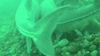 preview picture of video 'Port Huron Michigan Sturgeon Spawn'