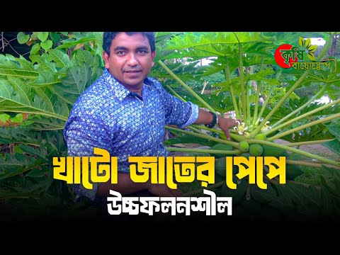 খাটো জাতের পেপে (Dwarf Papaya)-উচ্চফলনশীল