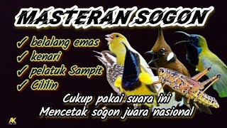 Download lagu MASTERAN SOGON JUARA FULL MATERI‼️ belalang emas/kenari/pelatuk sampit/cililin#sogokontong #sogon . mp3