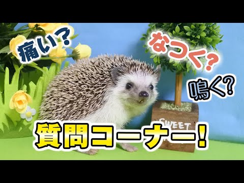 ハリネズミは野菜を食べますか？庭に誘引するにはどうすればよいですか？  庭園