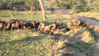 Wildebeest migration in Serengeti national park crossing the road