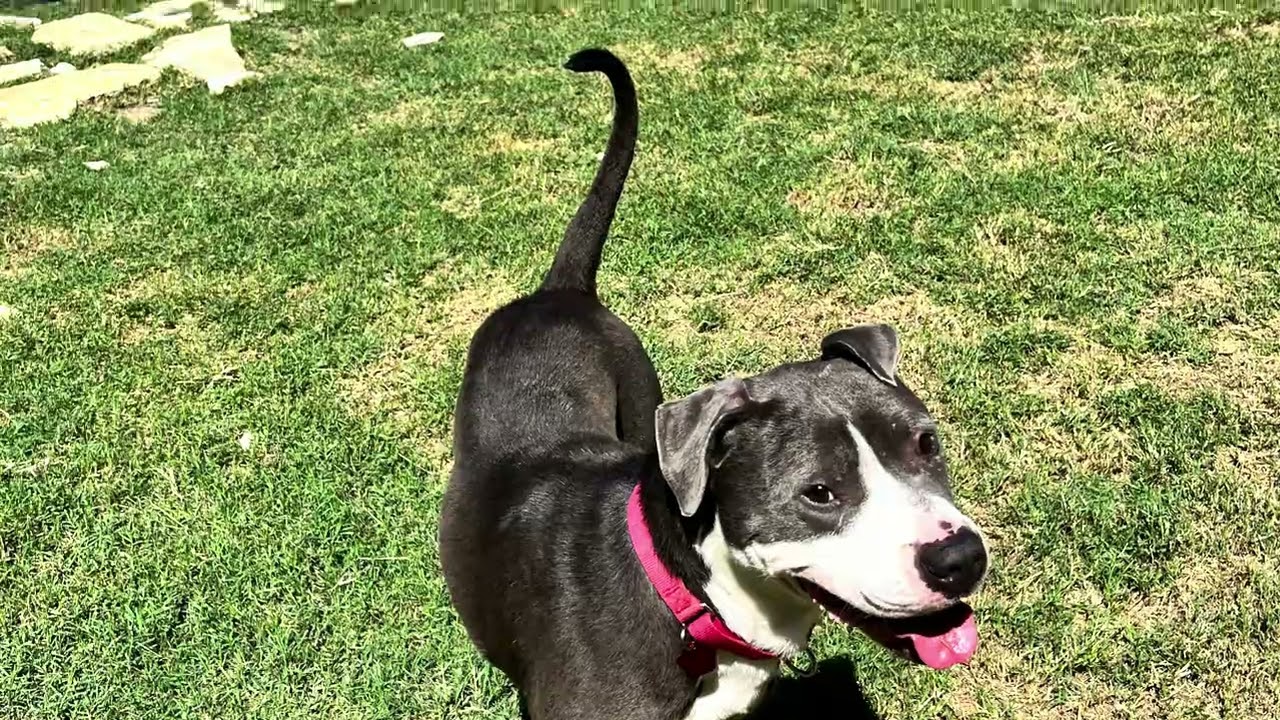 Peter, a ADOPTABLE American Staffordshire Terrier in San Francisco, CA video 5/5