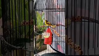 Download lagu Sogon trotol materi prenjak betina mp3
