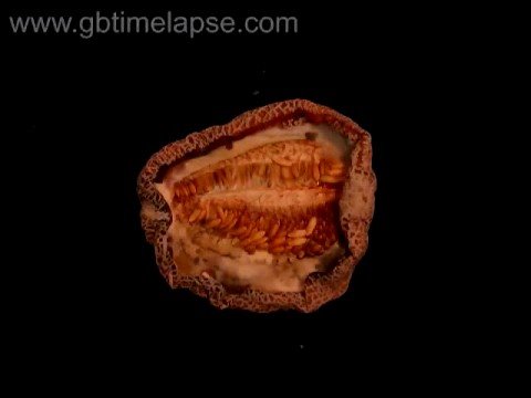 Rohadó zöldségek,gyümölcsök