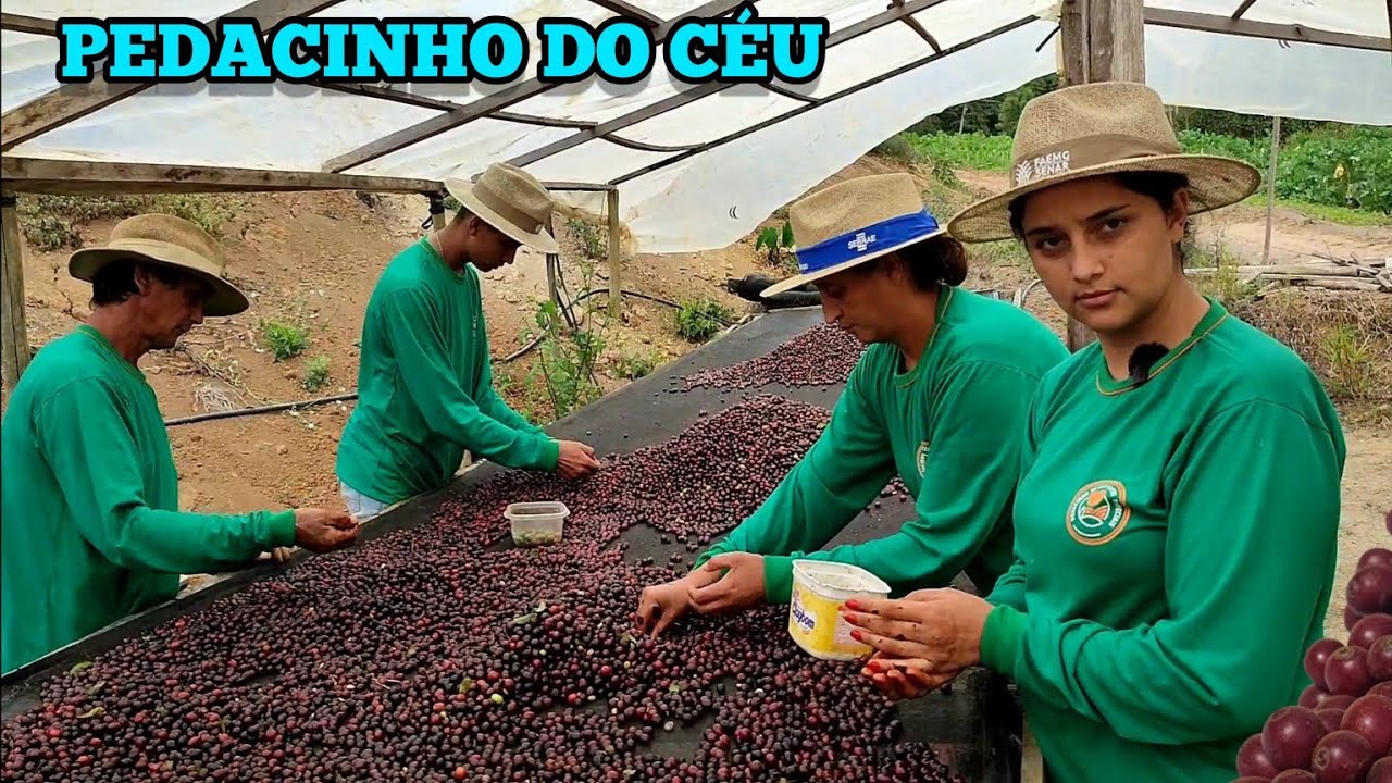 COMO FAZER CAFÉ ESPECIAL ESSA FAMÍLIA VIVE DA AGRICULTURA FAMILIAR NO INTERIOR