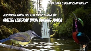Download lagu Champion Konin Secret: Full Luxury Materi & Clear Water Sounds | Effective Masteran 24 Hours #birds mp3 Download lagu Champion Konin Secret: Full Luxury Materi & Clear Water Sounds | Effective Masteran 24 Hours #birds mp3