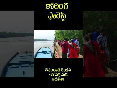 Coringa Wildlife Sanctuary l Coringa Forest l India's Second Largest Mangroove Forest l Kakinada