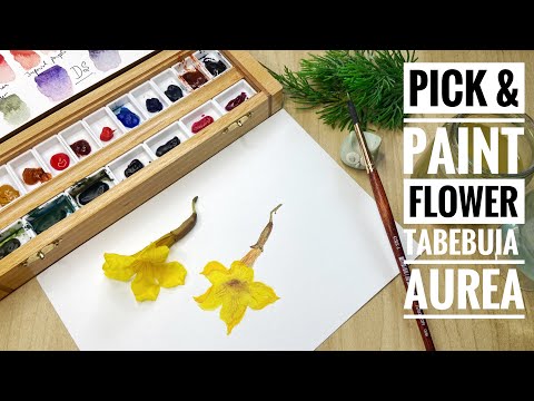 How to Paint Semi Realistic Watercolor Flower Tabebuia Aurea Yellow Bell Flowers Spring Flowers