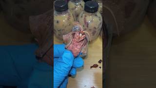 Taking Out Moth From Cocoon #diy #shorts #silkworm #cocoon #moth