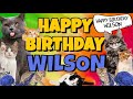 Happy Birthday Wilson! Crazy Cats Say Happy Birthday Wilson (Very Funny)