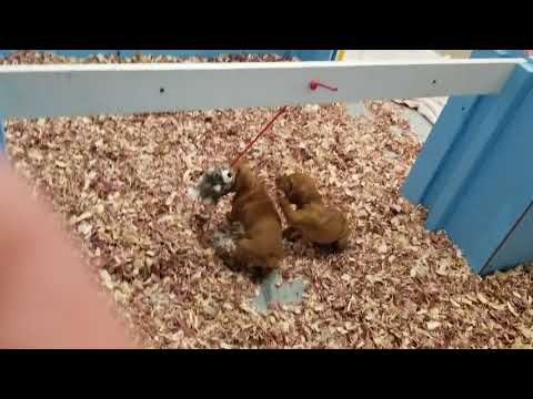 Vizsla playtime in the evening
