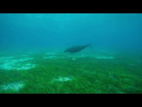 Rare dugong sighting for divers at Green Island