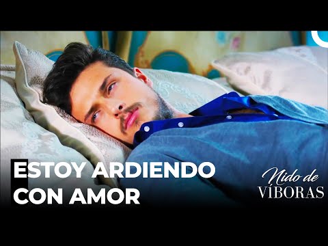 La Madrugada De La Noche Sola  - Nido De Víboras