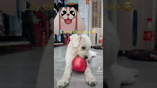 Siêu quậy Lucky ăn táo