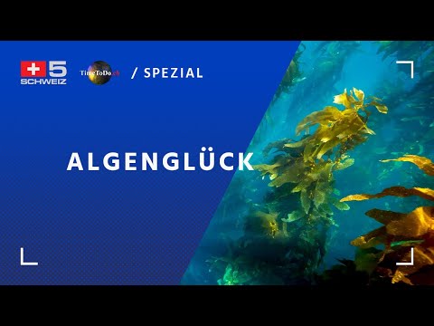 Algenglück - TimeToDo vom 09.05.2019