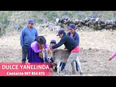 Toril Con Dulce Yanelinda  997 854 073