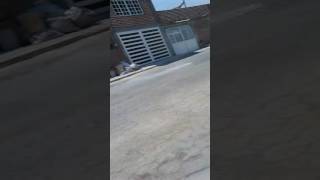 El perro poco enfadoso