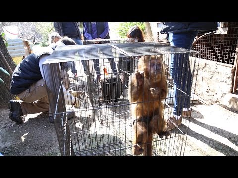 RESCATE DE MONOS EN ADROGUÉ
