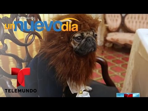 Estos son los videos más vistos de internet esta semana | Un Nuevo Día | Telemundo