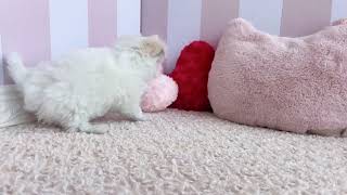 ハーフ犬の動画01